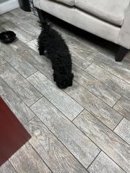 Found/Stray Unknown Dog last seen Oakland and state road 7, Lauderdale Lakes, FL 33309
