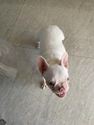 Reunited Female Dog last seen Near, Miami, FL 33185