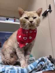 Shelter Stray Male Cat last seen Near N Druid Hills Rd Ste A Atlanta 30329, 30329, GA, 3280 Chamblee Dunwoody Rd, Chamblee, GA 30341, USA