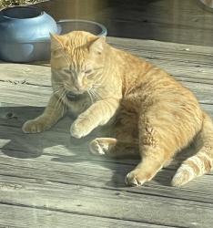 Reunited Male Cat last seen Banenberry Ln, Littleton, CO 80129