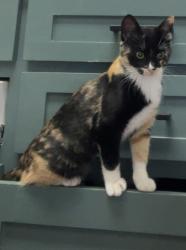 Lost Female Cat last seen Hillside Dr & Moonlight, Robinson, TX 76706