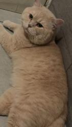 Reunited Male Cat last seen Alum rock Road, B8, Alum Rock, England B8 3SJ