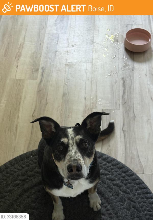 Found/Stray Female Dog last seen Good street and 29th, Boise, ID 83703