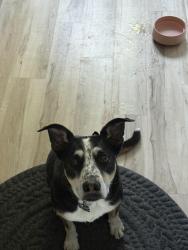 Found/Stray Female Dog last seen Good street and 29th, Boise, ID 83703