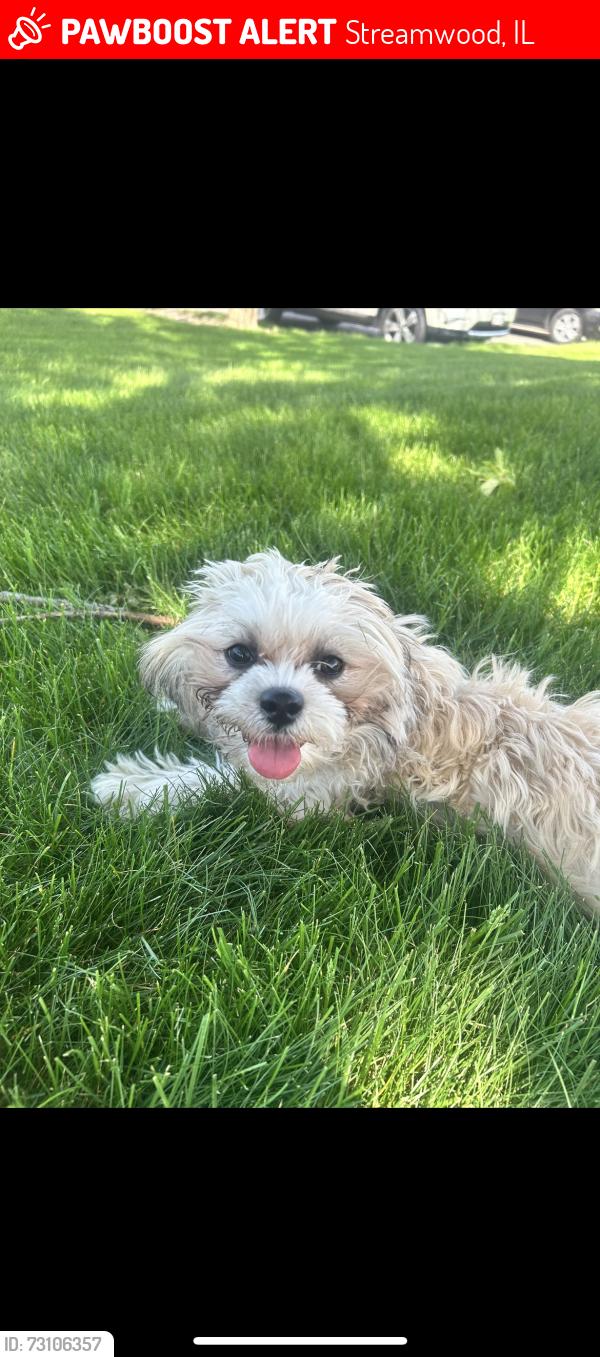 Lost Female Dog last seen Near garden Cir, Streamwood, IL 60107