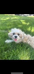 Lost Female Dog last seen Near garden Cir, Streamwood, IL 60107