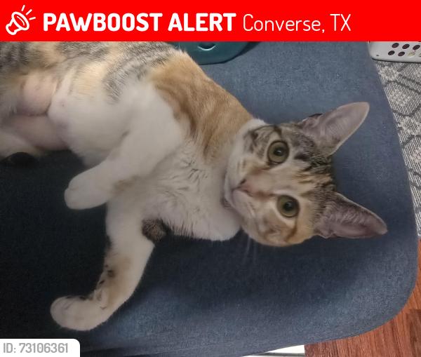 Lost Female Cat last seen Liberte subdivision, Converse, TX 78109