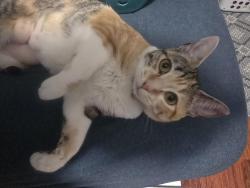 Lost Female Cat last seen Liberte subdivision, Converse, TX 78109