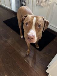 Reunited Male Dog last seen Addicks Satuma and Hwy 6, Houston, TX 77095