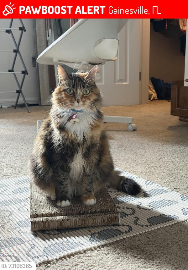 Lost Female Cat last seen Madison Pointe, Gainesville, FL 32605