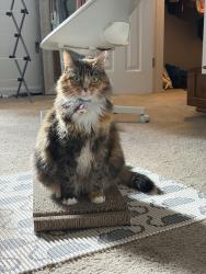 Lost Female Cat last seen Madison Pointe, Gainesville, FL 32605