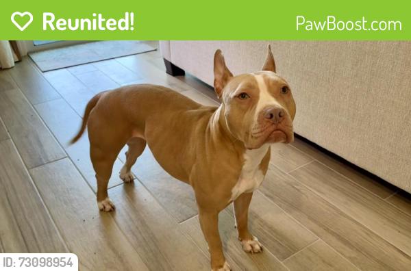 Reunited Female Dog last seen Prairie Lake, Robin Rd, Altamonte Springs, FL 32701