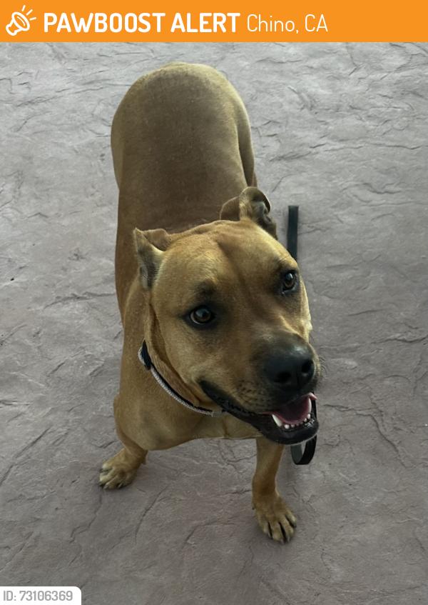 Found/Stray Female Dog last seen Schaefer & Roswell CHINO CA, Chino, CA 91710