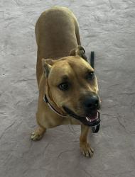 Found/Stray Female Dog last seen Schaefer & Roswell CHINO CA, Chino, CA 91710