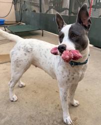 Shelter Stray Female Dog last seen Near Eastgate, San Diego, CA, 92037, 5500 Gaines St, San Diego, CA 92110, USA