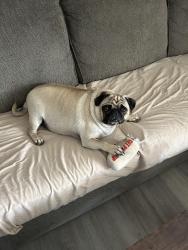 Lost Male Dog last seen FM 678, Gainesville, TX 76240