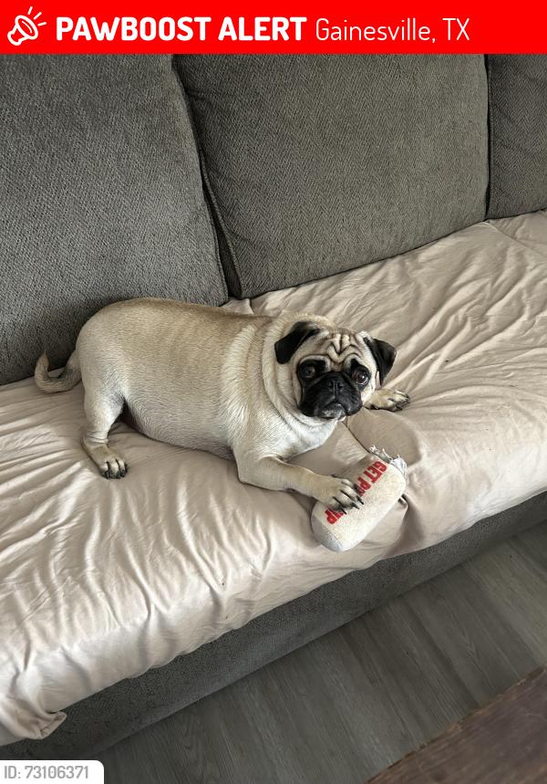 Lost Male Dog last seen FM 678, Gainesville, TX 76240