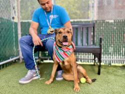 Shelter Stray Female Dog last seen Near Jerome Avenue, BRONX, NY, 10468, 326 E 110th St, New York, NY 10029, USA
