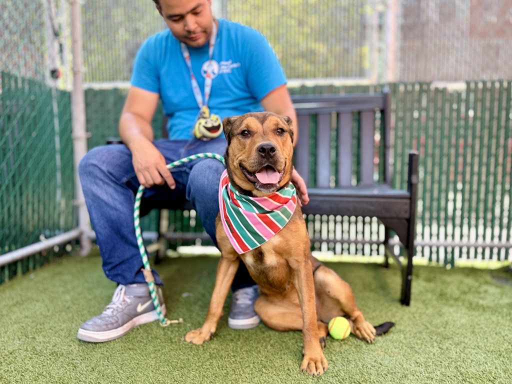 Shelter Stray Female Dog last seen Near Jerome Avenue, BRONX, NY, 10468, 326 E 110th St, New York, NY 10029, USA