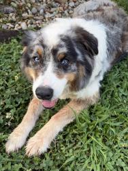 Found/Stray Male Dog last seen Birchwood Pike and Henry Rd, Hamilton County, TN 37341