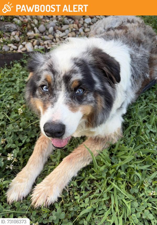 Found/Stray Male Dog last seen Birchwood Pike and Henry Rd, Hamilton County, TN 37341