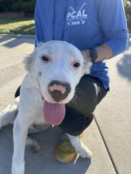 Reunited Male Dog last seen Circle Park, Inglewood, CA 90305