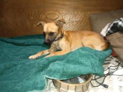 Reunited Male Dog last seen Lamb and Carey, Pariva st., Las Vegas, NV 89115