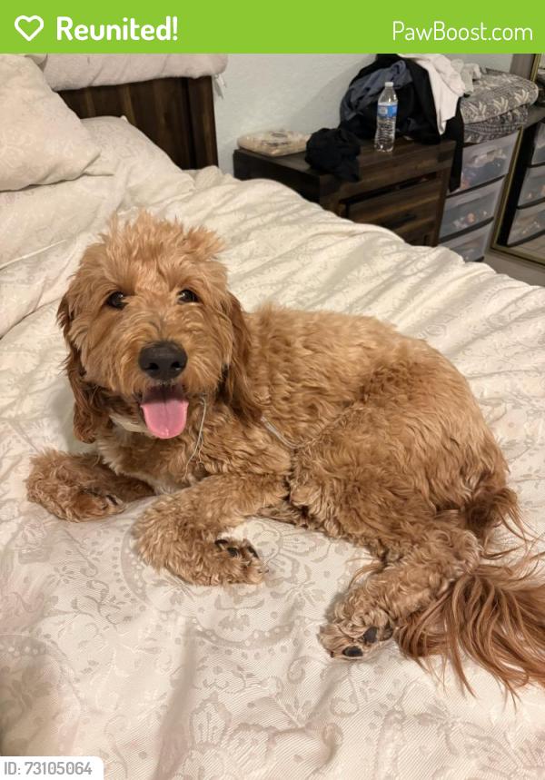 Reunited Male Dog last seen I found him walking along Washington Street and Mt Hood, Sunrise Manor, NV 89110