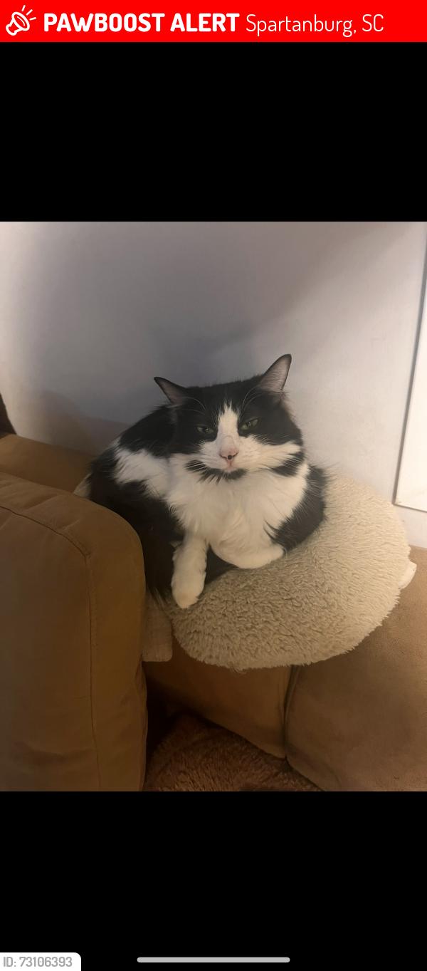 Lost Female Cat last seen Mainsail way, near lakes at Canaan, Spartanburg, SC 29306