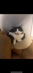 Lost Female Cat last seen Mainsail way, near lakes at Canaan, Spartanburg, SC 29306