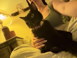 Reunited Female Cat last seen Hesperia ave. And hatteras st., Los Angeles, CA 91316