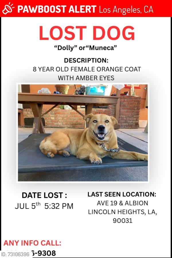 Lost Female Dog last seen Ave. 18 & Broadway, Lincoln Heights, Los Angeles, CA 90031