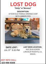 Lost Female Dog last seen Ave. 18 & Broadway, Lincoln Heights, Los Angeles, CA 90031