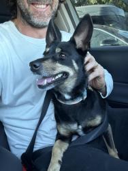 Reunited Female Dog last seen Walnut Ave towards Wardlow in Cal Heights, Long Beach, CA 90807
