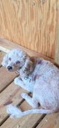 Reunited Female Dog last seen Clearview and S. Betty Pt, Floral City, FL 34436