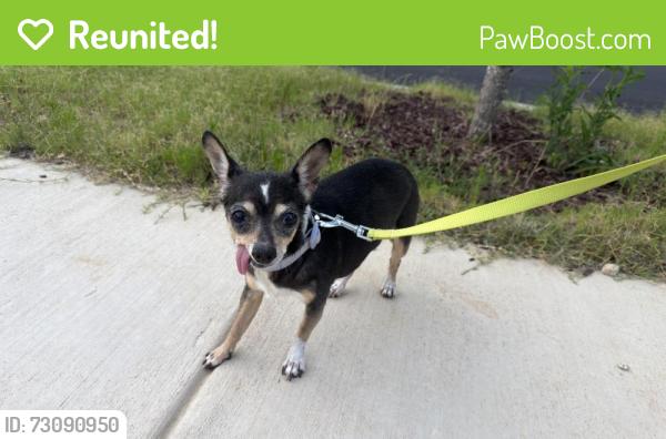 Reunited Female Dog last seen Burlington Mills Rd, Wake Forest, Wake Forest, NC 27587