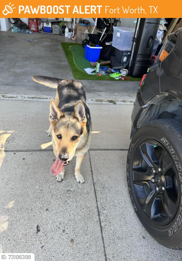 Found/Stray Unknown Dog last seen Dallam lane and Castro lane, Fort Worth, TX 76108