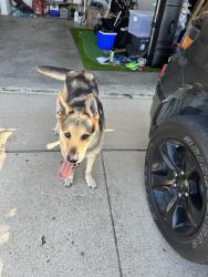 Found/Stray Unknown Dog last seen Dallam lane and Castro lane, Fort Worth, TX 76108