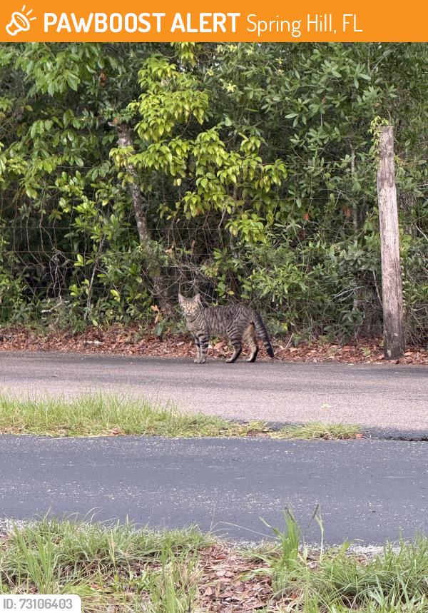 Found/Stray Unknown Cat last seen East Linden and West Avalon, Spring Hill, FL 34609