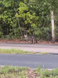 Found/Stray Unknown Cat last seen East Linden and West Avalon, Spring Hill, FL 34609