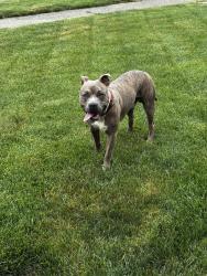 Found/Stray Male Dog last seen Pensacola, Northbrook, OH 45251
