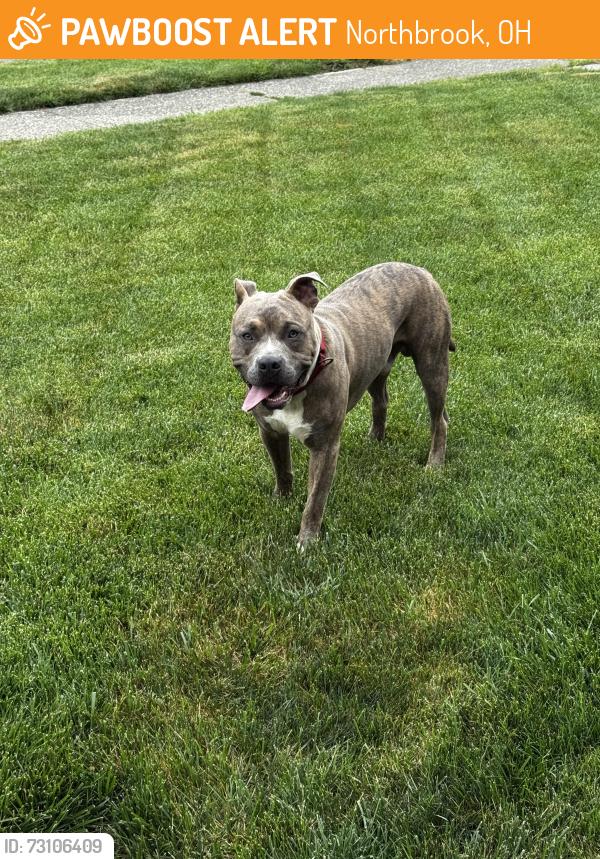 Found/Stray Male Dog last seen Pensacola, Northbrook, OH 45251