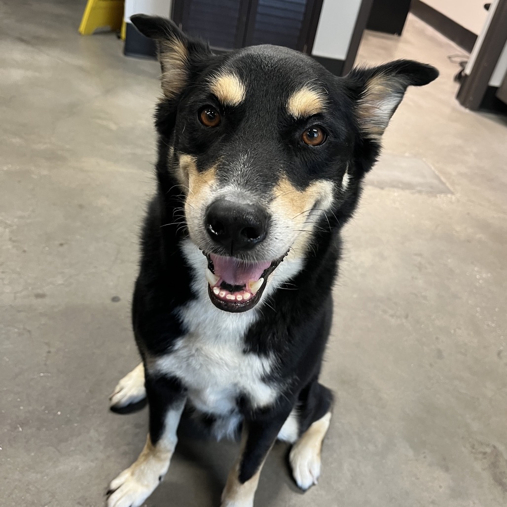 Shelter Stray Male Dog last seen , 3607 N Armenia Ave, Tampa, FL 33607, USA