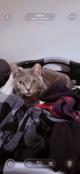 Lost Female Cat last seen Patterson Ave and Glendale Drive, Richmond, VA 23229