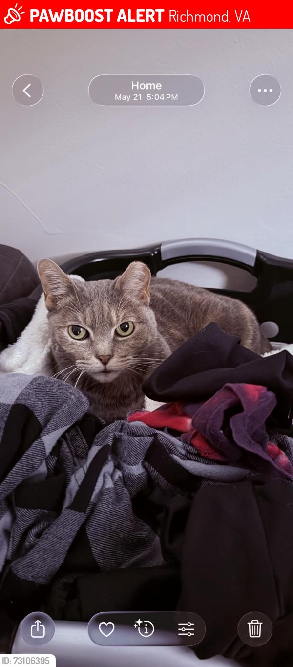 Lost Female Cat last seen Patterson Ave and Glendale Drive, Richmond, VA 23229