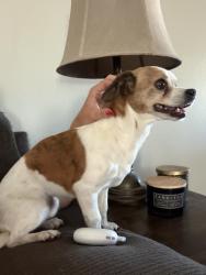 Found/Stray Female Dog last seen Mission, Hesperia, CA 92340