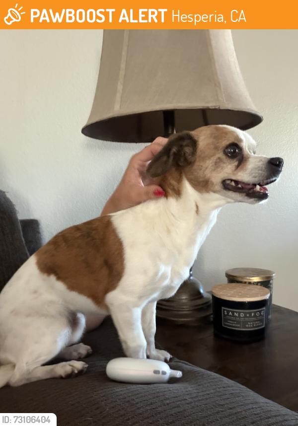 Found/Stray Female Dog last seen Mission, Hesperia, CA 92340