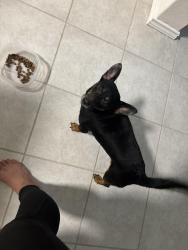 Reunited Male Dog last seen On W Hausman Rd in the street, San Antonio, TX 78249