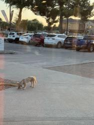 Reunited Male Dog last seen Country club and baseline, Gilbert, AZ 85233