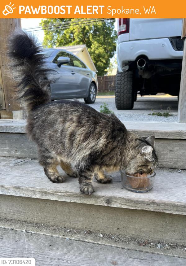 Found/Stray Unknown Cat last seen 29th Ave and Ray street, Spokane, WA 99223